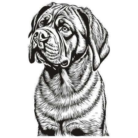 Ilustración de Napolitano Mastiff perro vector cara dibujo retrato, bosquejo estilo vintage transparente fondo boceto dibujo - Imagen libre de derechos