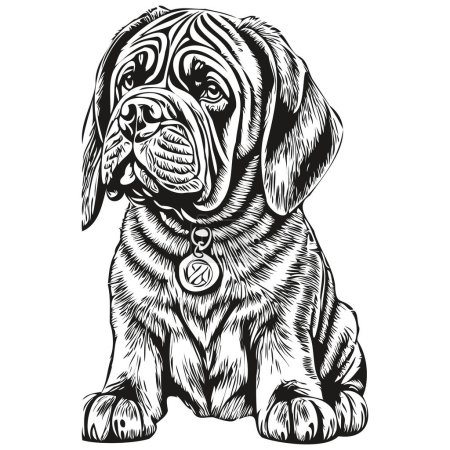 Illustration for Neapolitan Mastiff dog vector graphics, hand drawn pencil animal line illustration sketch drawing - Royalty Free Image