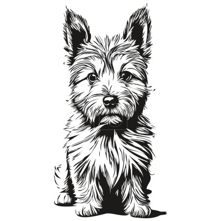 Illustration for Norwich Terrier dog engraved vector portrait, face cartoon vintage drawing in black and white realistic breed pet - Royalty Free Image