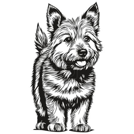 Illustration for Norwich Terrier dog face vector portrait, funny outline pet illustration white background - Royalty Free Image