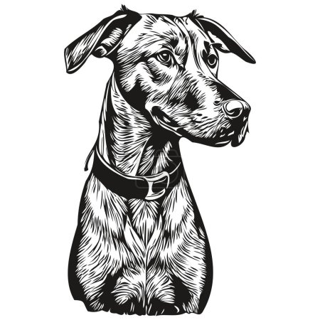 Téléchargez les illustrations : Rhodésien Ridgeback chien isolé dessin sur fond blanc, tête animal ligne illustration - en licence libre de droit