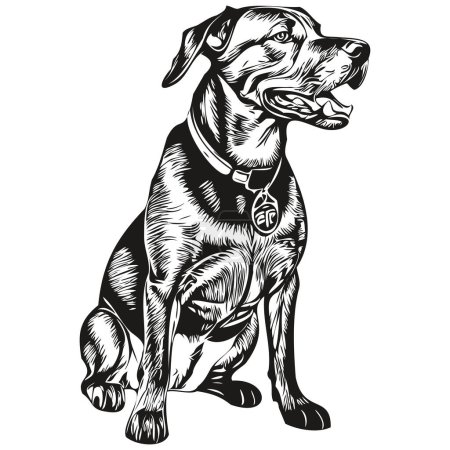 Téléchargez les illustrations : Croquis animal de compagnie Rhodesian Ridgeback chien illustration, vecteur de gravure noir et blanc - en licence libre de droit