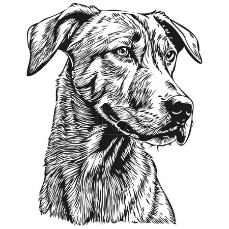 Rhodesian Ridgeback dog vector graphics, hand drawn pencil animal line illustration