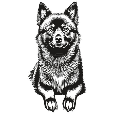 Ilustración de Schipperke perro grabado vector retrato, dibujo de la cara de la vendimia en blanco y negro realista raza mascota - Imagen libre de derechos