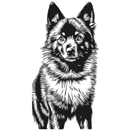 Ilustración de Schipperke perro grabado vector retrato, dibujo de la cara de la vendimia en blanco y negro silueta realista mascota - Imagen libre de derechos