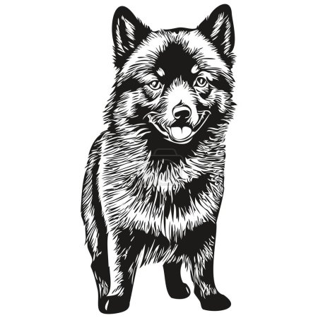 Ilustración de Schipperke perro boceto ilustración, grabado en blanco y negro vector realista raza mascota - Imagen libre de derechos