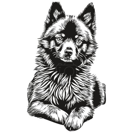 Ilustración de Schipperke perro vector cara dibujo retrato, bosquejo estilo vintage fondo transparente - Imagen libre de derechos