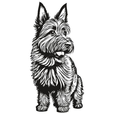 Téléchargez les photos : Scottish Terrier chien vecteur visage portrait dessin, croquis style vintage fond transparent - en image libre de droit