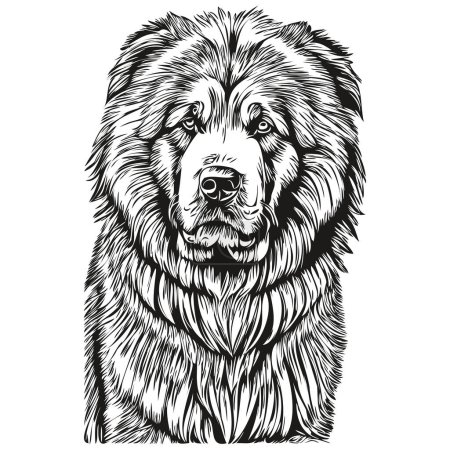 Illustration for Tibetan Mastiff dog black drawing vector, isolated face painting sketch line illustration realistic breed pet - Royalty Free Image