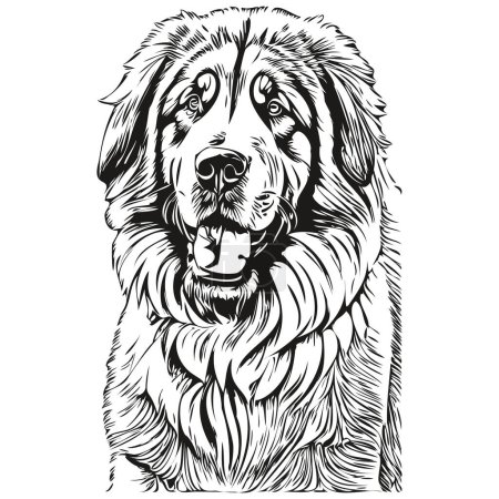 Illustration for Tibetan Mastiff dog breed line drawing, clip art animal hand drawing vector black and white realistic breed pet - Royalty Free Image