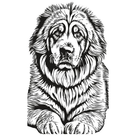 Illustration for Tibetan Mastiff dog engraved vector portrait, face cartoon vintage drawing in black and white - Royalty Free Image