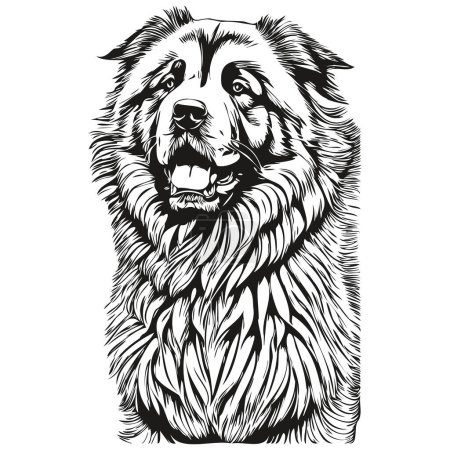 Illustration for Tibetan Mastiff dog breed line drawing, clip art animal hand drawing vector black and white - Royalty Free Image