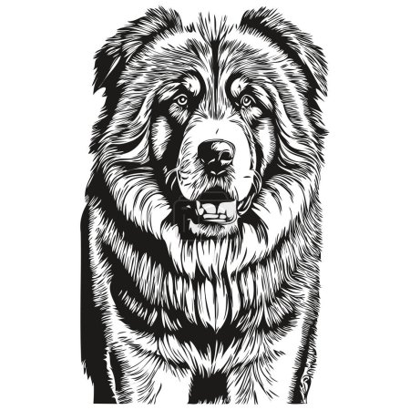 Illustration for Tibetan Mastiff dog engraved vector portrait, face cartoon vintage drawing in black and white realistic breed pet - Royalty Free Image