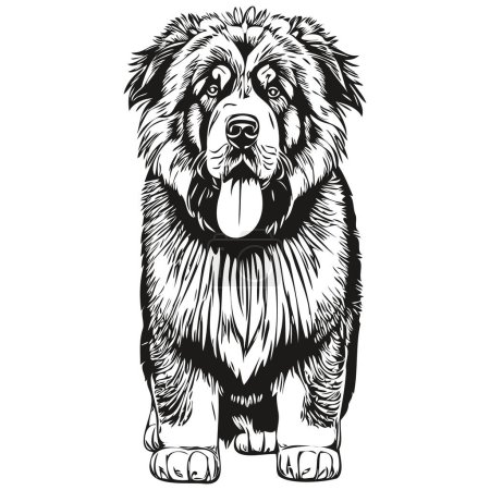 Illustration for Tibetan Mastiff dog face vector portrait, funny outline pet illustration white background realistic breed pet - Royalty Free Image