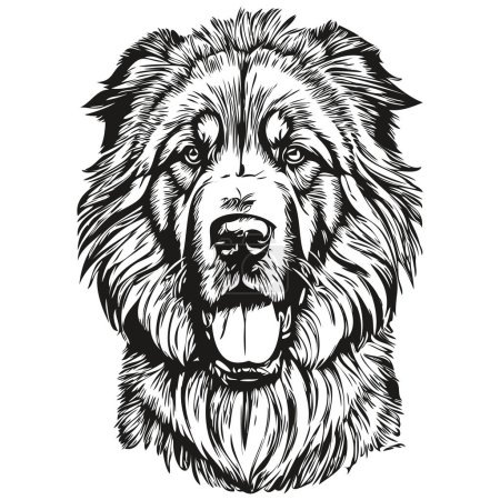 Illustration for Tibetan Mastiff dog face vector portrait, funny outline pet illustration white background - Royalty Free Image