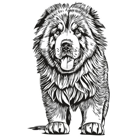 Illustration for Tibetan Mastiff dog hand drawn logo drawing black and white line art pets illustration sketch drawing - Royalty Free Image