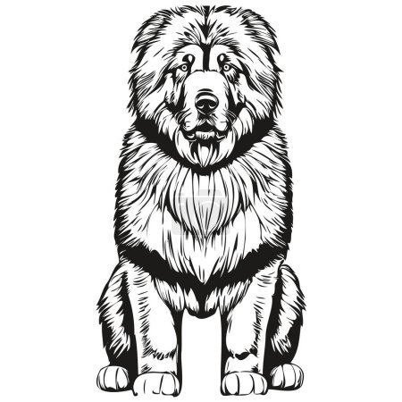 Illustration for Tibetan Mastiff dog head line drawing vector,hand drawn illustration with transparent background realistic breed pet - Royalty Free Image