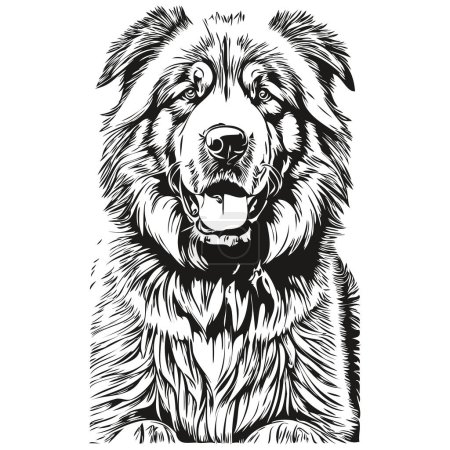 Illustration for Tibetan Mastiff dog head line drawing vector,hand drawn illustration with transparent background - Royalty Free Image
