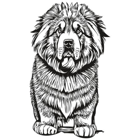 Illustration for Tibetan Mastiff dog line illustration, black and white ink sketch face portrait in vector - Royalty Free Image