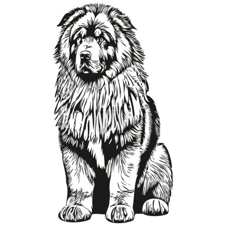 Illustration for Tibetan Mastiff dog isolated drawing on white background, head pet line illustration - Royalty Free Image