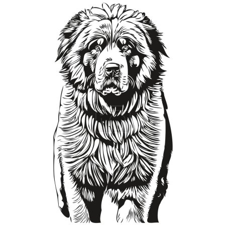 Illustration for Tibetan Mastiff dog pet silhouette, animal line illustration hand drawn black and white vector realistic breed pet - Royalty Free Image