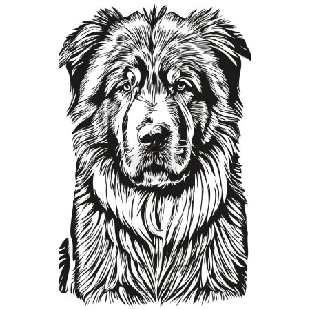 Illustration for Tibetan Mastiff dog portrait in vector, animal hand drawing for tattoo or tshirt print illustration realistic breed pet - Royalty Free Image