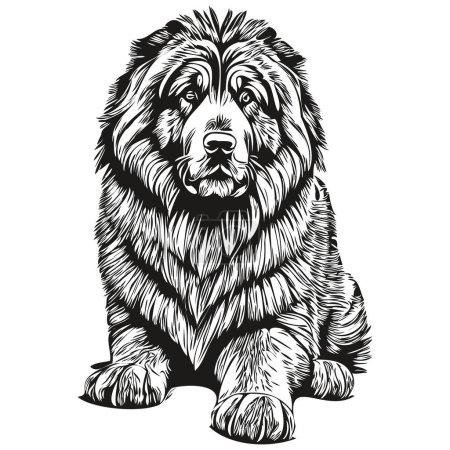 Illustration for Tibetan Mastiff dog realistic pencil drawing in vector, line art illustration of dog face black and white - Royalty Free Image