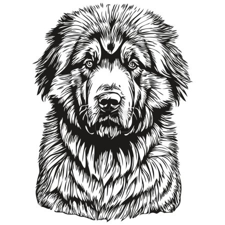 Illustration for Tibetan Mastiff dog realistic pencil drawing in vector, line art illustration of dog face black and white realistic breed pet - Royalty Free Image