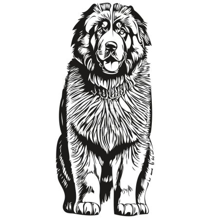 Illustration for Tibetan Mastiff dog portrait in vector, animal hand drawing for tattoo or tshirt print illustration - Royalty Free Image