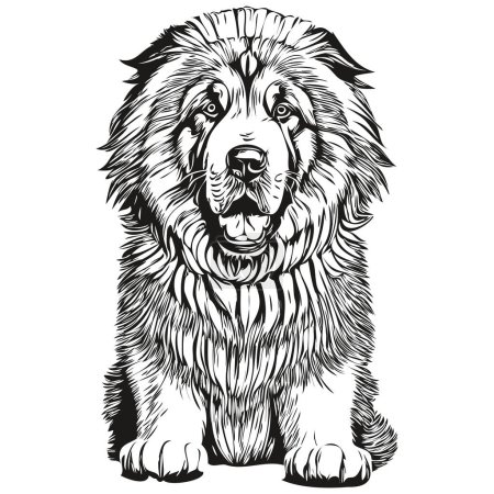 Illustration for Tibetan Mastiff dog vector face drawing portrait, sketch vintage style transparent background realistic breed pet - Royalty Free Image