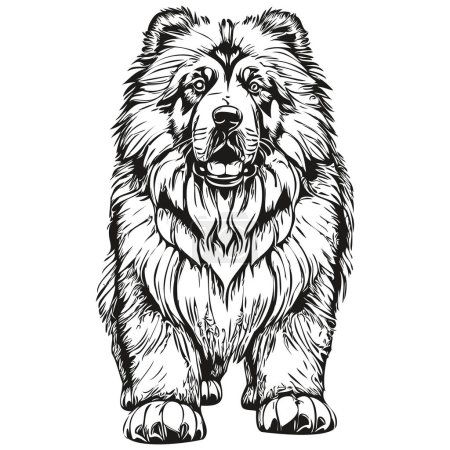 Illustration for Tibetan Mastiff dog vector face drawing portrait, sketch vintage style transparent background - Royalty Free Image