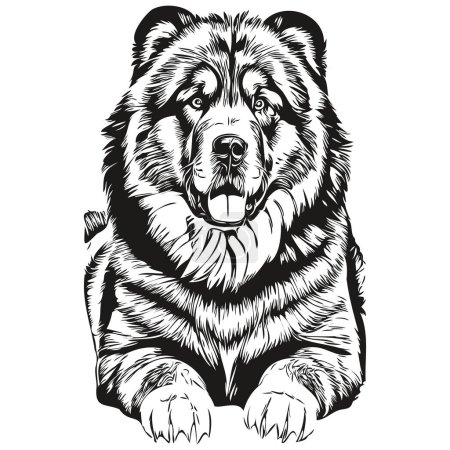 Illustration for Tibetan Mastiff dog vector face drawing portrait, sketch vintage style transparent background sketch drawing - Royalty Free Image