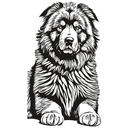 Illustration for Tibetan Mastiff dog vector graphics, hand drawn pencil animal line illustration realistic breed pet - Royalty Free Image