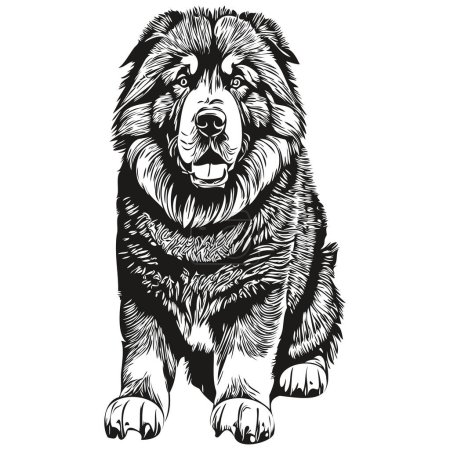 Illustration for Tibetan Mastiff dog vector graphics, hand drawn pencil animal line illustration - Royalty Free Image