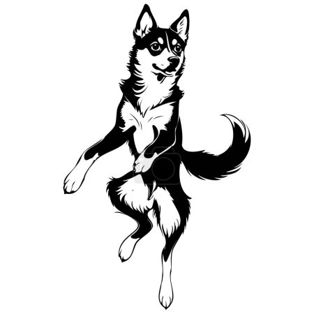 Illustration for Alaskan Klee Kai jumps drawing, vector realistic outline animal silhouette, transparent background - Royalty Free Image