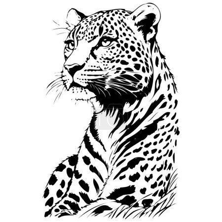 Gravieren Amur Leopard Portrait gravieren handgezeichnete Tier-Illustration, transparenter Hintergrund