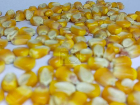 Téléchargez les photos : Yellow grain corn isolated on white background, for popcorn. copy space - en image libre de droit