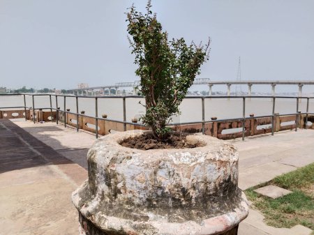 Téléchargez les photos : Une plante de basilic En pot de pierre près de la rivière ganga. - en image libre de droit