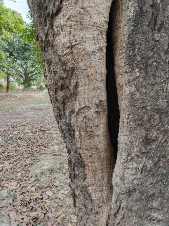 Photo for Trunk of tree with hole, in the garden or jungle. - Royalty Free Image