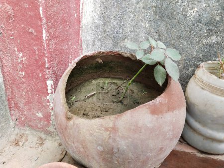 Téléchargez les photos : Petite plante de rose en pot d'argile - en image libre de droit