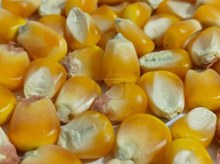 Téléchargez les photos : Fermer Texture de maïs. Maïs jaunes comme fond. - en image libre de droit