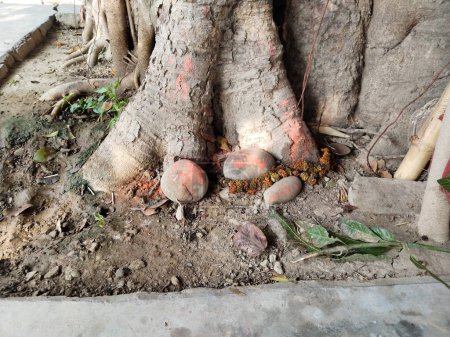 Photo for Worshipping tree after tying it with holy red thread and taking blessings from it as they take part in century old rituals of praying to holy Peepal tree. close up A banyan tree with temple underneath - Royalty Free Image
