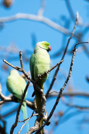 Photo for A Pair of Indian Ring-Necked Parrots Valentine's Day special - Royalty Free Image