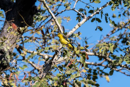 Foto de Bee Eater Relajarse en el árbol después de su comida - Imagen libre de derechos
