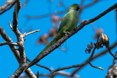 Photo for Indian Ring-Necked Parrot sitting on the tree - Royalty Free Image