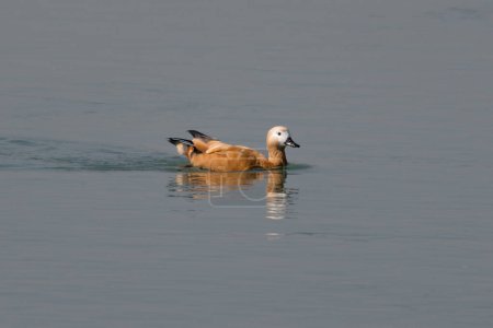 Téléchargez les photos : Canard roux nageant sur le lac - en image libre de droit