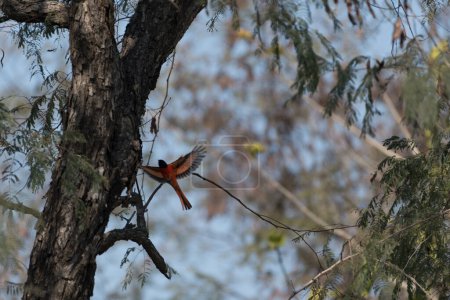 Téléchargez les photos : Petit oiseau volant dans la forêt - en image libre de droit