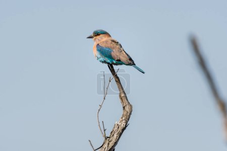 Photo for Indian roller bird perched on the tree - Royalty Free Image
