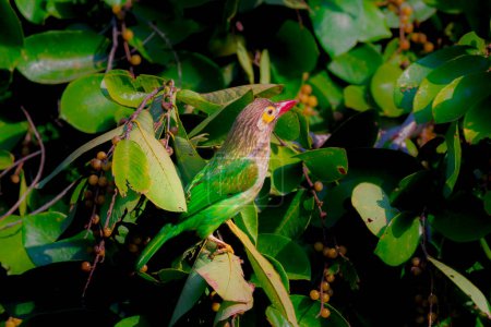 Téléchargez les photos : Lineated Barbet oiseau dans la jungle - en image libre de droit