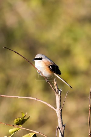 Photo for Long Tail Shrike on the tree branch - Royalty Free Image